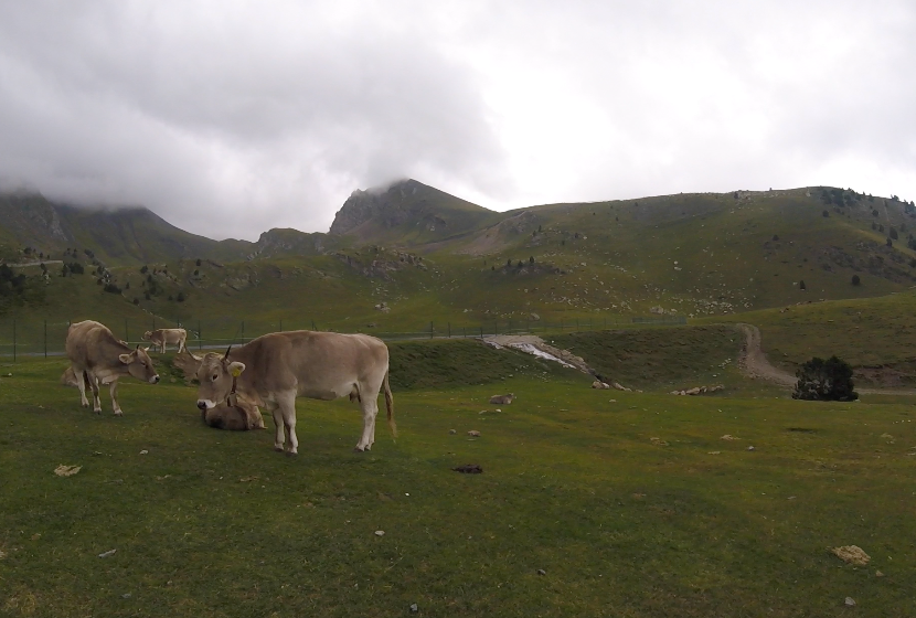 holidays in the pyrenees