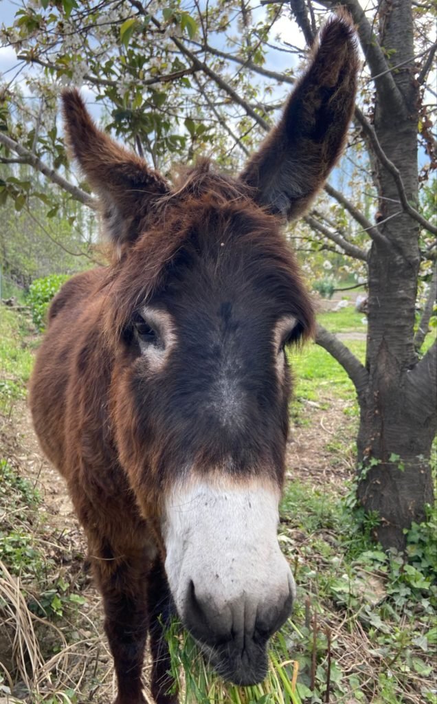 catalan donkey